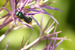 Hoplitis fulgida fulgida