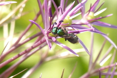 Hoplitis fulgida fulgida