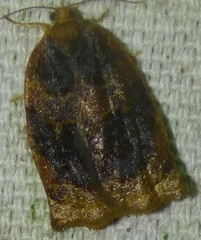 Archips infumatana