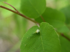 Blaesodiplosis canadensis