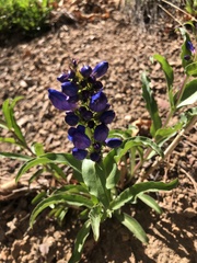 Penstemon glaber