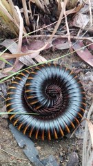 Archispirostreptus gigas