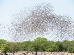 Red-Billed Quelea photo 6