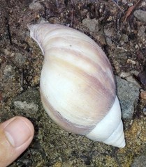 Lissachatina immaculata