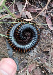 Archispirostreptus gigas