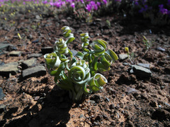 Albuca concordiana