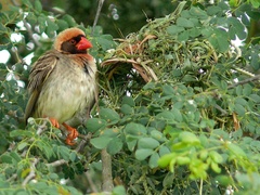 Red-Billed Quelea photo 3