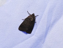 Orthodes cynica