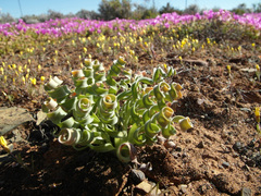 Albuca concordiana