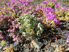 Albuca concordiana