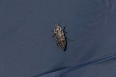 Buprestis consularis