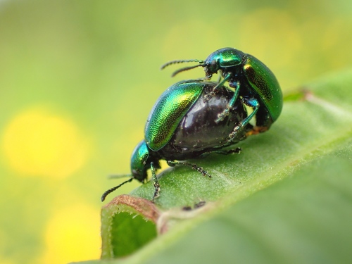 Green Dock Beetle