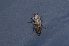 Buprestis consularis