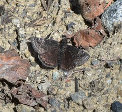 Erynnis persius borealis