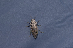 Buprestis consularis