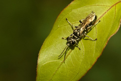 Lyroda