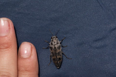 Buprestis consularis