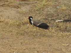 Vanellus indicus