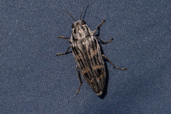 Buprestis consularis