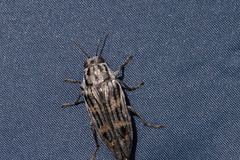 Buprestis consularis