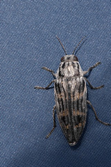 Buprestis consularis