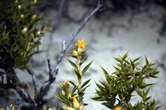 Chuquiraga avellanedae