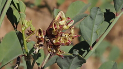 Hosackia crassifolia crassifolia