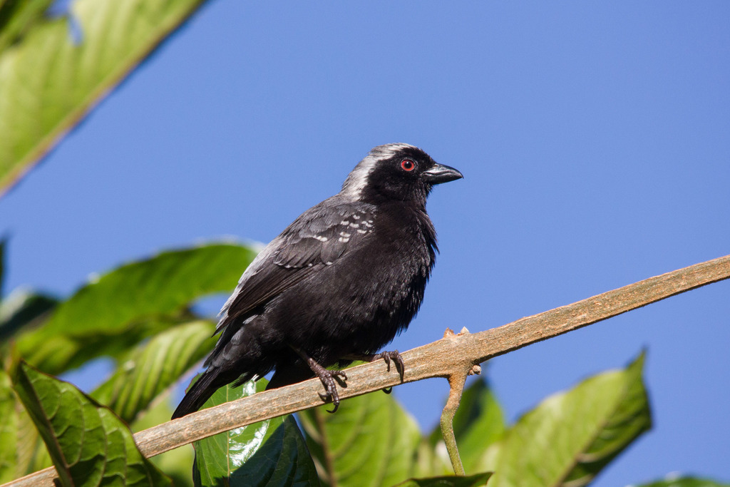Gray-headed Nigrita photo