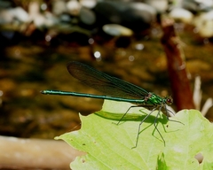 Calopteryx angustipennis