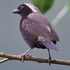 Gray-Headed Nigrita photo 2