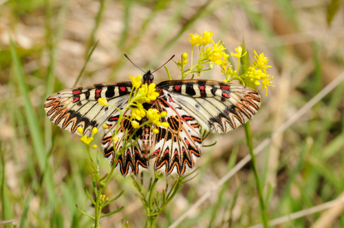 Italian Festoon