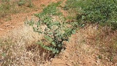 Hosackia crassifolia crassifolia