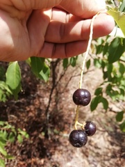 Prunus serotina capuli