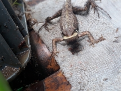 Stenocercus erythrogaster