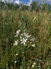 Ornithogalum narbonense