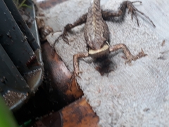 Stenocercus erythrogaster