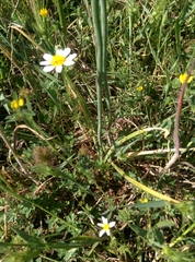 Ornithogalum narbonense