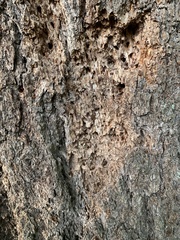 Dendroctonus