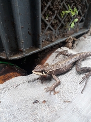 Stenocercus erythrogaster