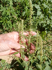 Amaranthus arenicola