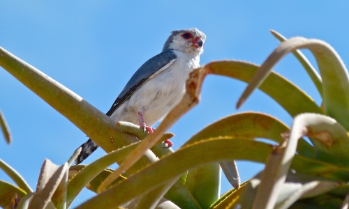 Pygmy Falcon