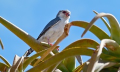 African Pygmy Falcon photo 2