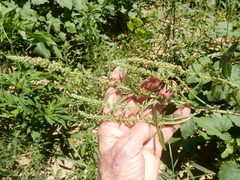 Amaranthus arenicola