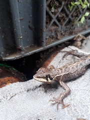 Stenocercus erythrogaster