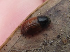Aphodius fimetarius