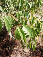 Prunus serotina capuli
