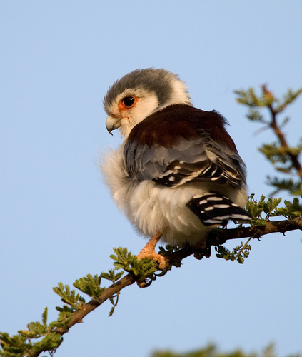 Pygmy Falcon