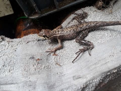 Stenocercus erythrogaster