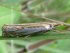 Crambus saltuellus