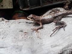 Stenocercus erythrogaster